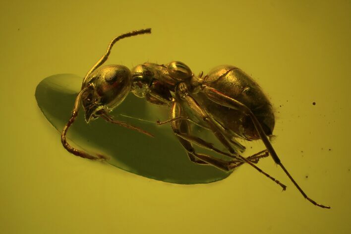 Fossil Ant (Formicidae) In Baltic Amber #69229